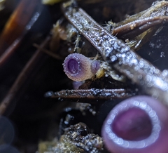 Geoscypha violacea