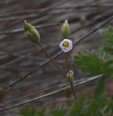Holosteum umbellatum