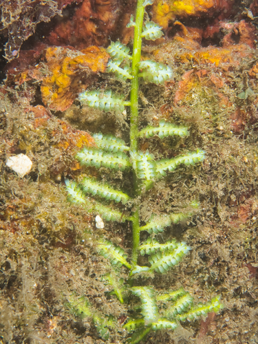 Caulerpa taxifolia observed 2021-02-14