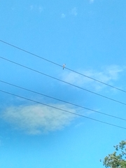 Artamus leucorynchus