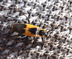 Chauliognathus deceptus