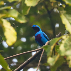 Cotinga amabilis