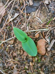 Piperia