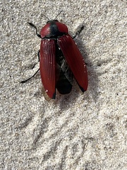 Temognatha sanguinipennis