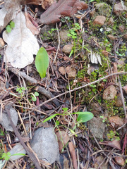 Piperia