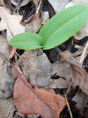 Piperia