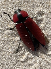 Temognatha sanguinipennis