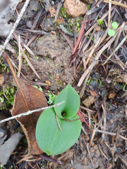 Piperia