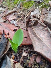 Piperia