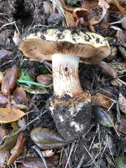Cortinarius xanthodryophilus