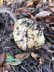 Cortinarius xanthodryophilus