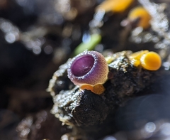 Geoscypha violacea