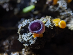 Geoscypha violacea