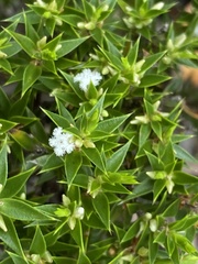 Styphelia appressa