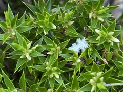 Styphelia appressa