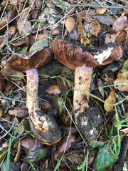 Cortinarius xanthodryophilus