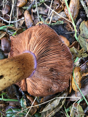 Cortinarius xanthodryophilus