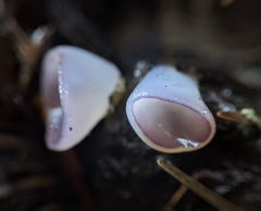 Geoscypha violacea