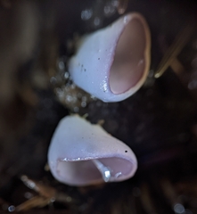 Geoscypha violacea
