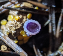 Geoscypha violacea