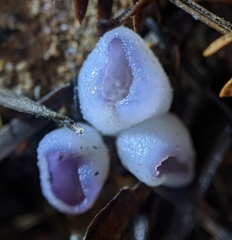 Geoscypha violacea