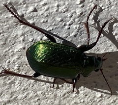Calosoma schayeri