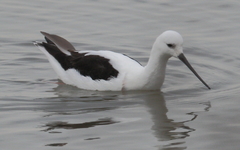 Cladorhynchus leucocephalus