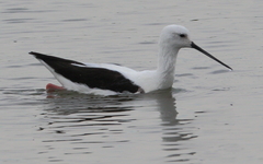 Cladorhynchus leucocephalus