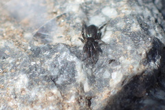 Gnaphosidae