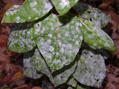 Erysiphe adunca adunca