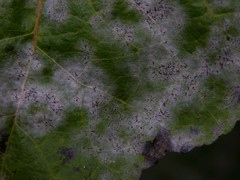 Erysiphe adunca adunca
