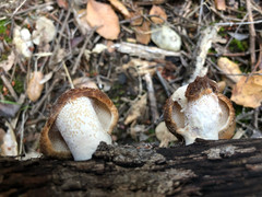 Polyporus mcmurphyi