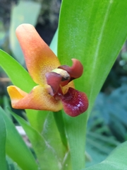 Maxillaria elatior