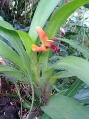 Maxillaria elatior