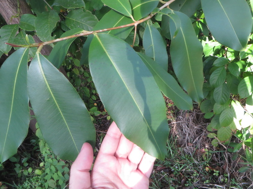 Java plum (Syzygium cumini)