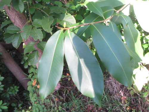 Syzygium cumini