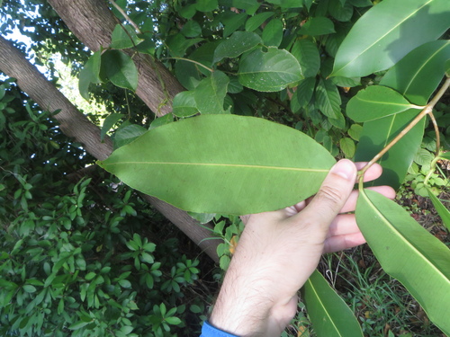 Syzygium cumini