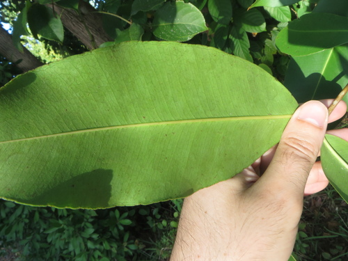 Syzygium cumini