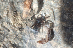 Gnaphosidae