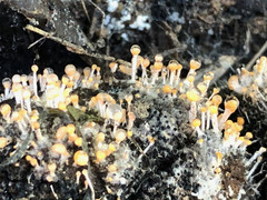 Stilbella fimetaria