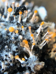 Stilbella fimetaria