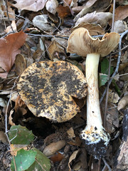 Cortinarius xanthodryophilus