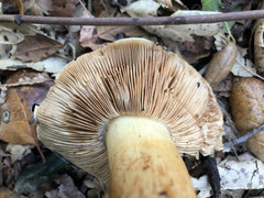 Cortinarius xanthodryophilus