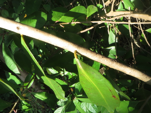 Syzygium cumini