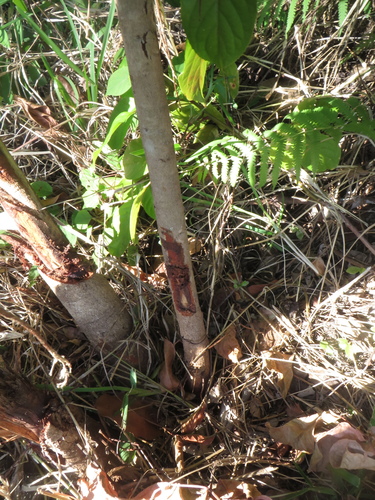 Syzygium cumini