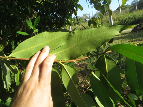 Syzygium cumini
