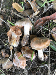 Inocybe brunnescens