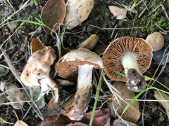 Inocybe brunnescens