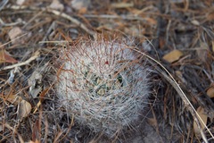 Mammillaria barbata