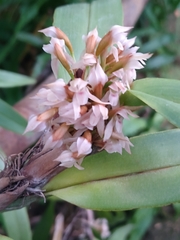 Maxillaria densa